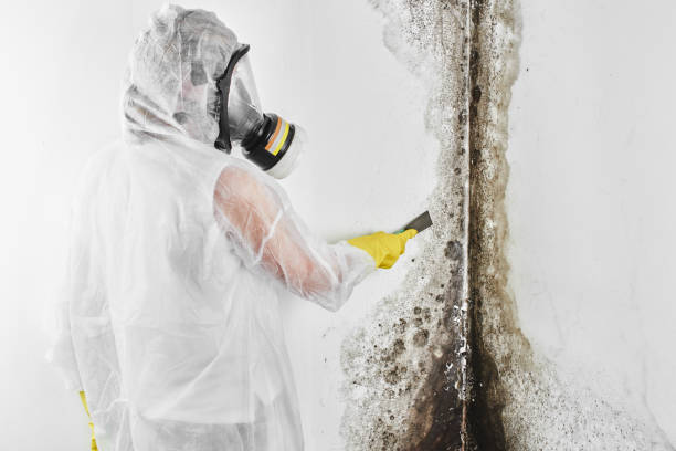 Certified Mold Removal in Pataskala, OH