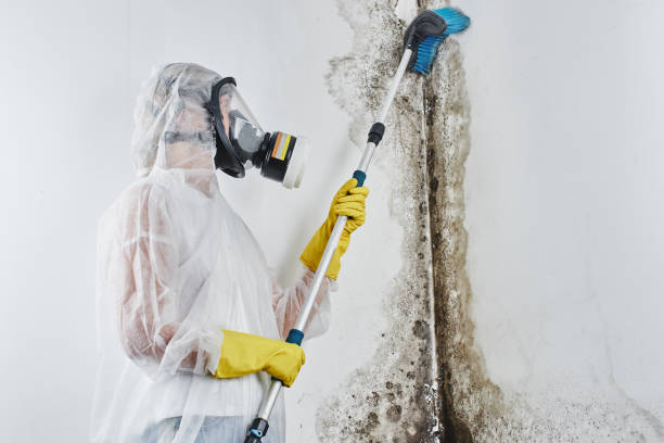 Best Toxic Mold Removal  in Pataskala, OH