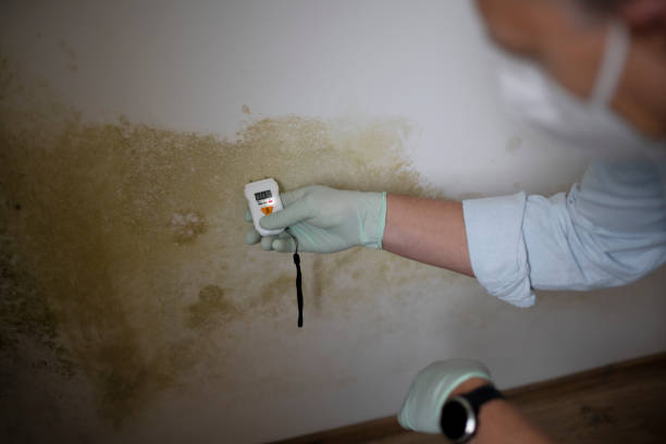 Best Commercial Mold Removal  in Pataskala, OH