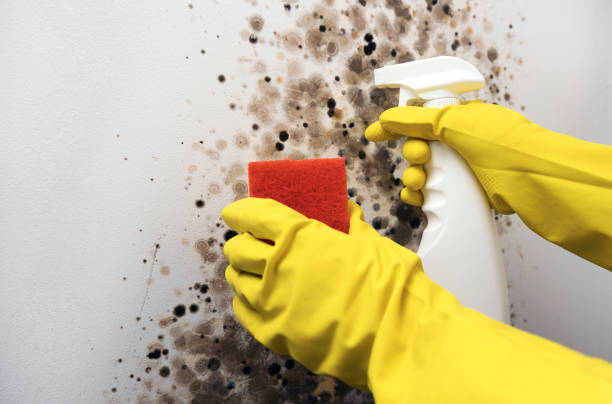 Best Certified Mold Removal  in Pataskala, OH