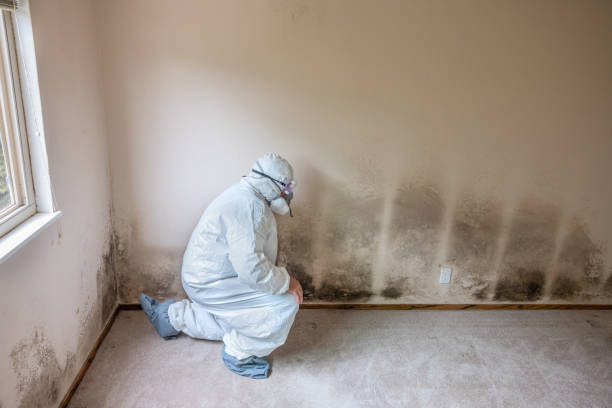 Mold Testing and Removal in Pataskala, OH