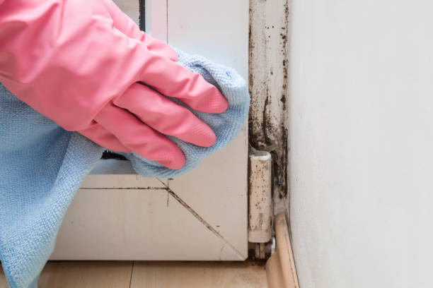 Certified Mold Removal in Pataskala, OH